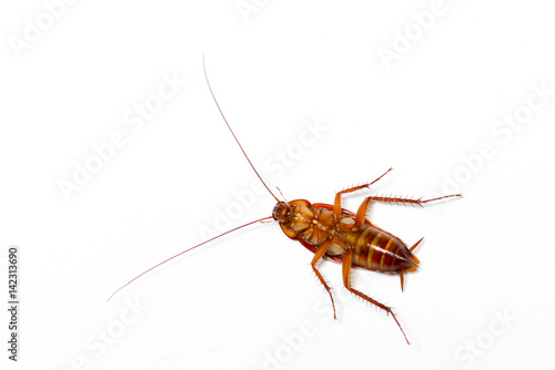 cockroach on white background © Suchart