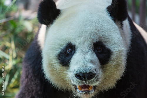 Fototapeta Naklejka Na Ścianę i Meble -  Panda