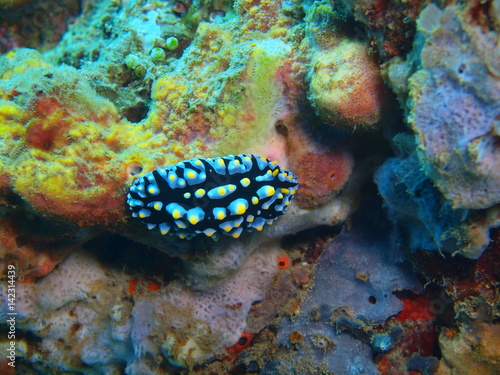 True sea slug