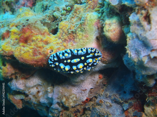 True sea slug © vodolaz