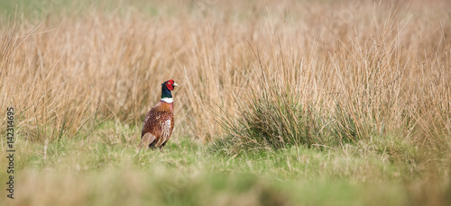 Common Pheasant, Pheasant, Birds