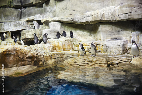 Penguins sitting on rock in zoo