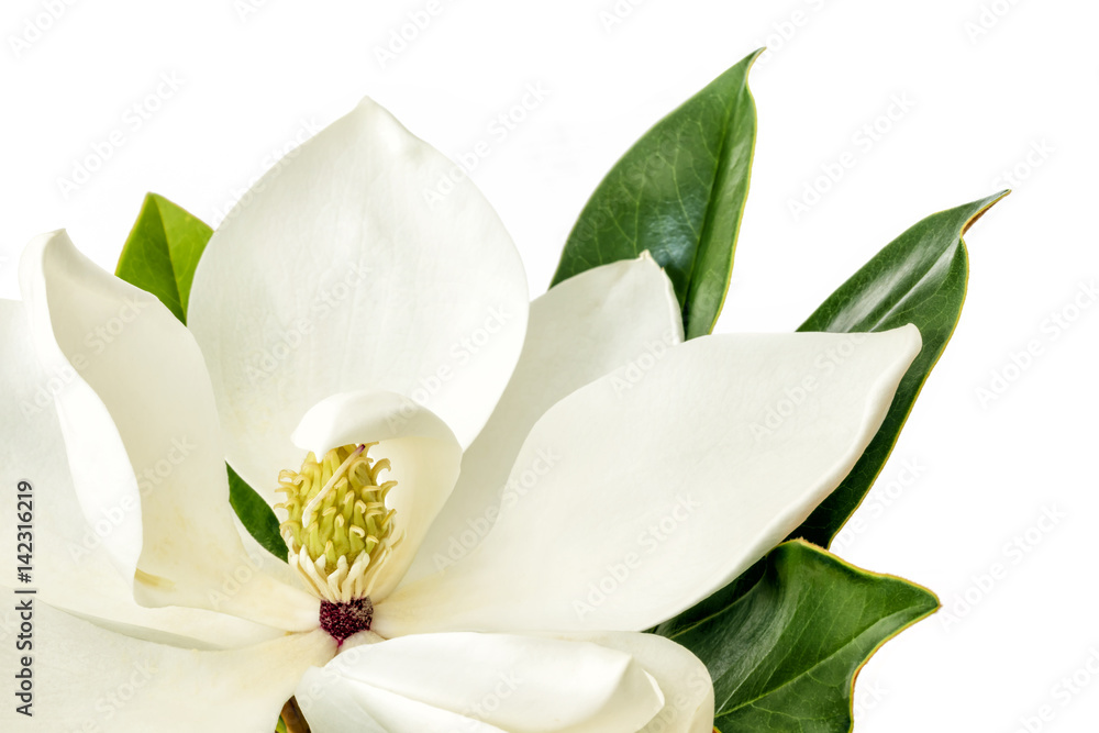 Obraz premium Magnolia Flower over White Background