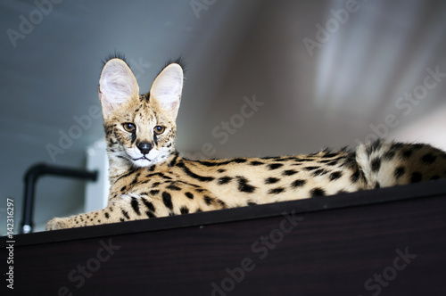 Male serval cat (leptailurus serval) sitting on top of cupboard: 5 month old male pet serval Chappie sitting on top of brown cupboard staring away from the camera.