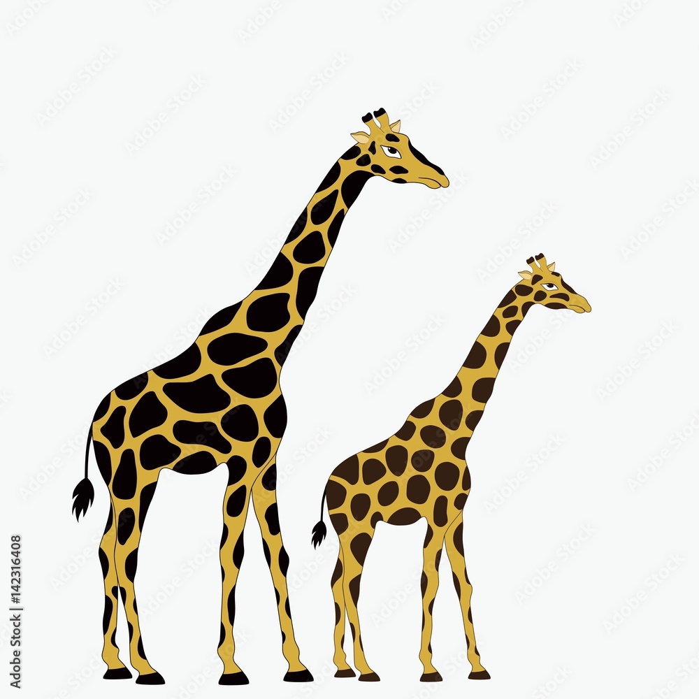 Naklejka premium Two giraffes on white background