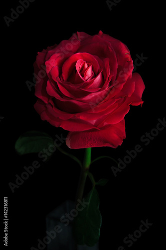 Beautiful red rose on a black background. Selective focus