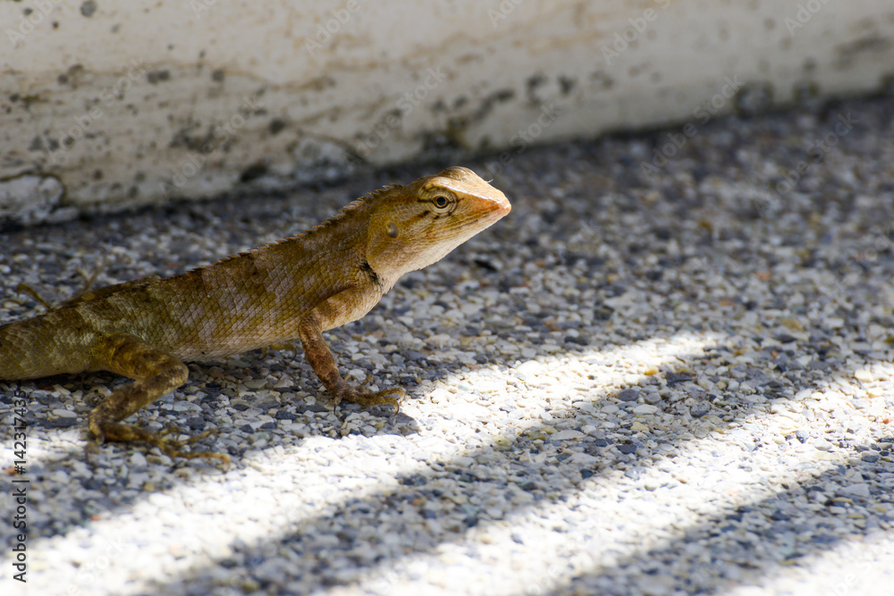 Obraz premium chameleon