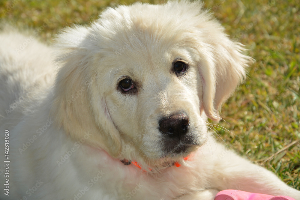 Golden cachorro precioso y guapisimo Golden cachorro precioso y guapisimo