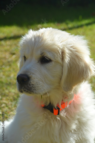 Golden cachorro precioso y guapisimo photo