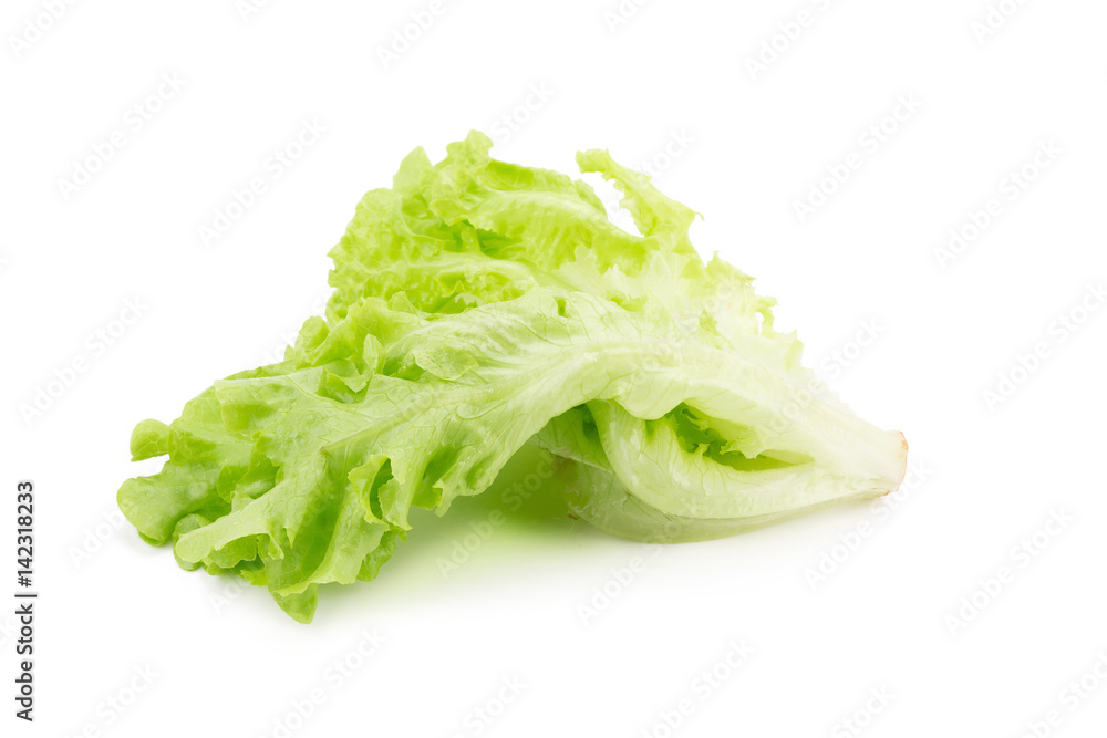 Green oak leaf lettuce isolated on white background. Green oak leaf lettuce isolated on white background.