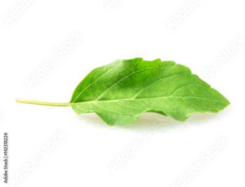 Close up single hot basil leaf on white background