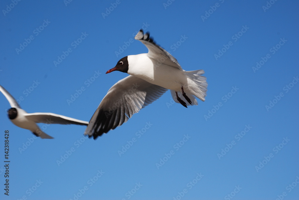 Obraz premium Mewa smieszka (larus ridibundus).