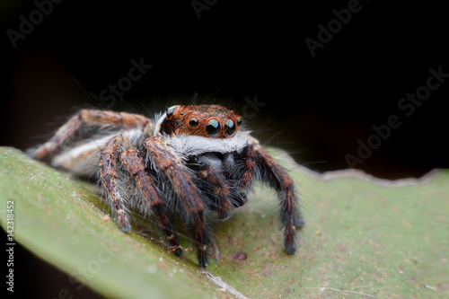 Super macro Jumping spider or Carrhotus viduus