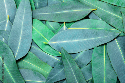 Nature Eucalyptus leaves background