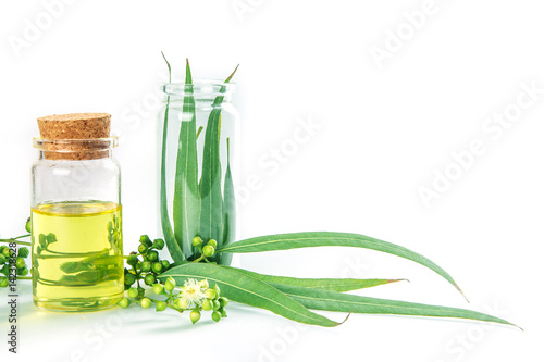 Eucalyptus essential oils in glass bottle ,oganic herbal aromatherapy concept photo