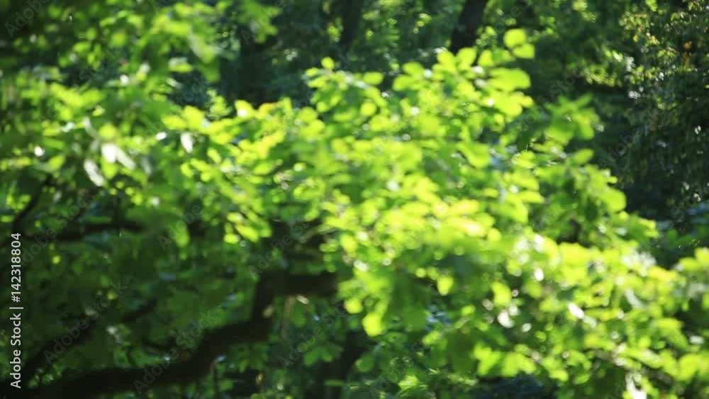 Panorama forest. Trees with beautiful green leaves. Panorama forest. Trees with beautiful green leaves.