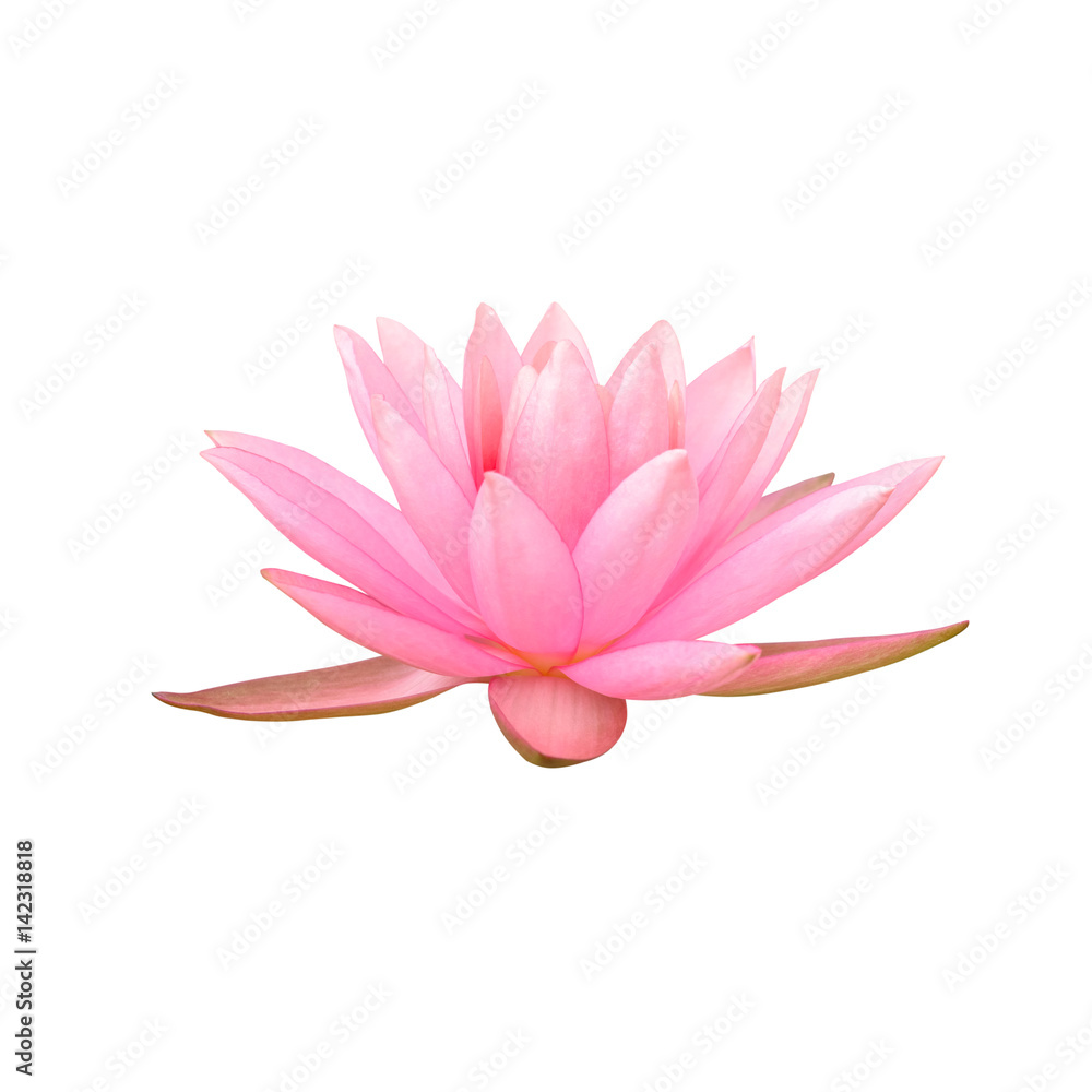 Lotus flower isolated on white background. This has clipping path.