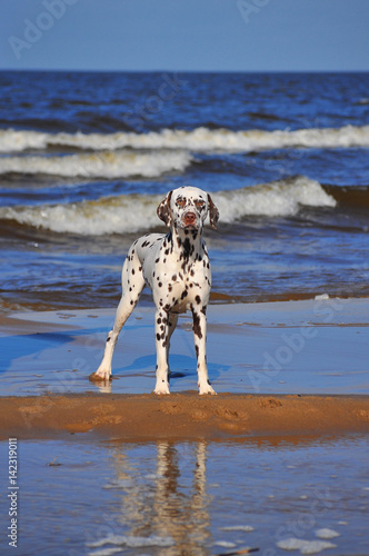 Dalmatian on a beach