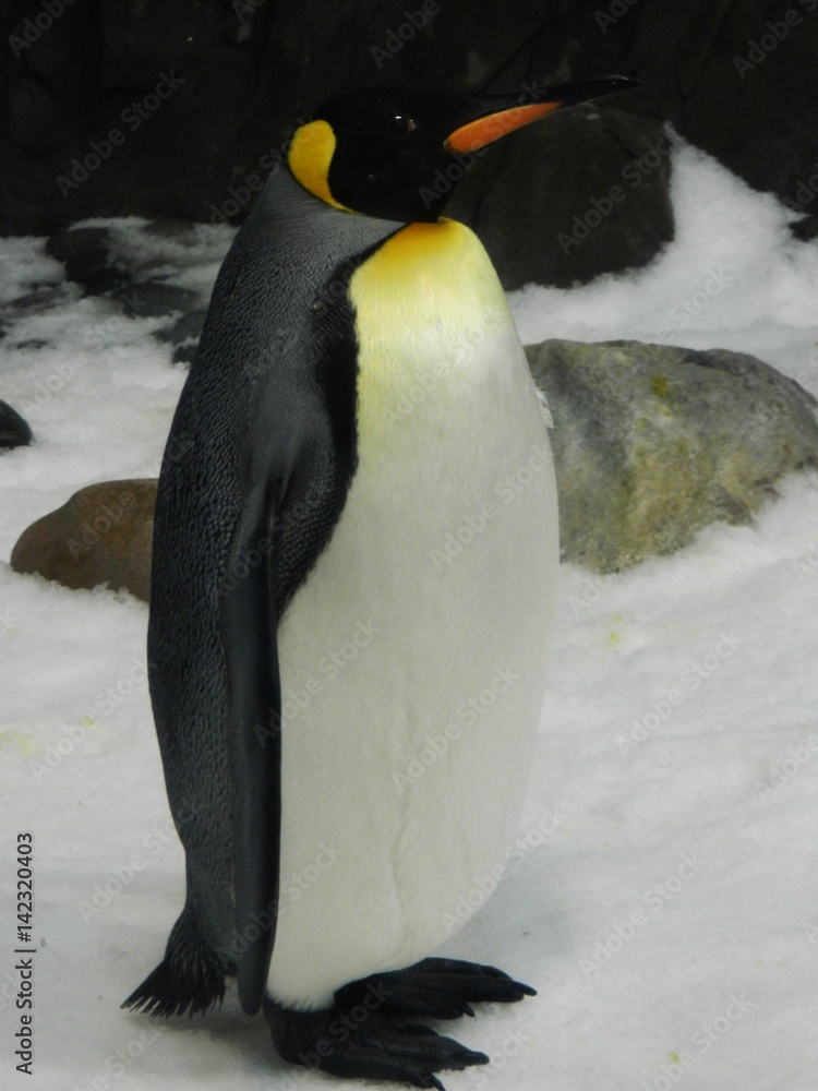 Obraz premium Penguin