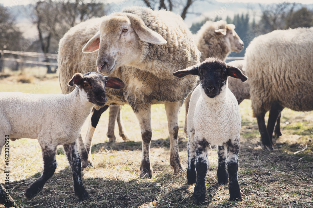Zwei Lämmer und Schafe, artgerechte Tierhaltung Zwei Lämmer und Schafe, artgerechte Tierhaltung