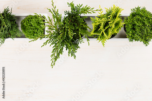 Minimalistic interior workplace with green young conifer plants in white box top view on beige wood board background. Blank copy space.