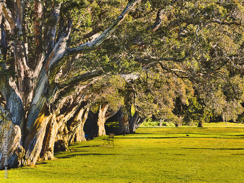 Park Centen Paperbark Lit R photo