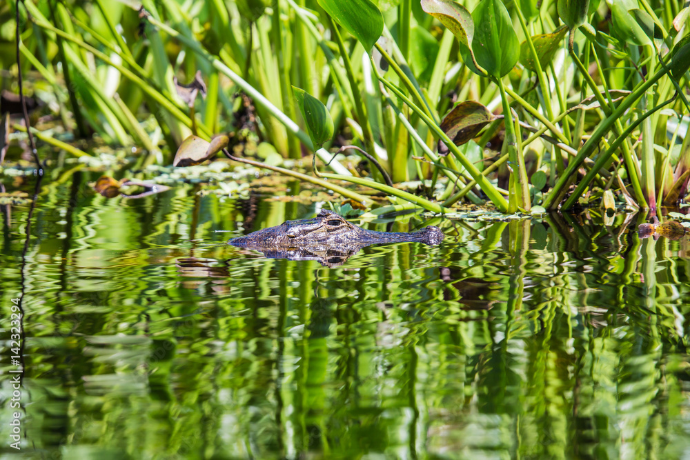 Alligator (Brillenkaiman), port. Jacaré imPantanal Alligator (Brillenkaiman), port. Jacaré imPantanal