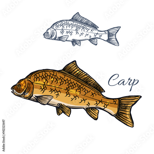 Carp fish isolated sketch for food themes design