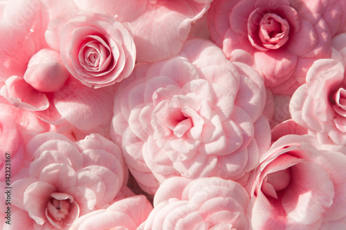 Background of pink camellias and rose. Flowers is blooming in spring and has all shades of pink. Camellia is exotic, southern plant.