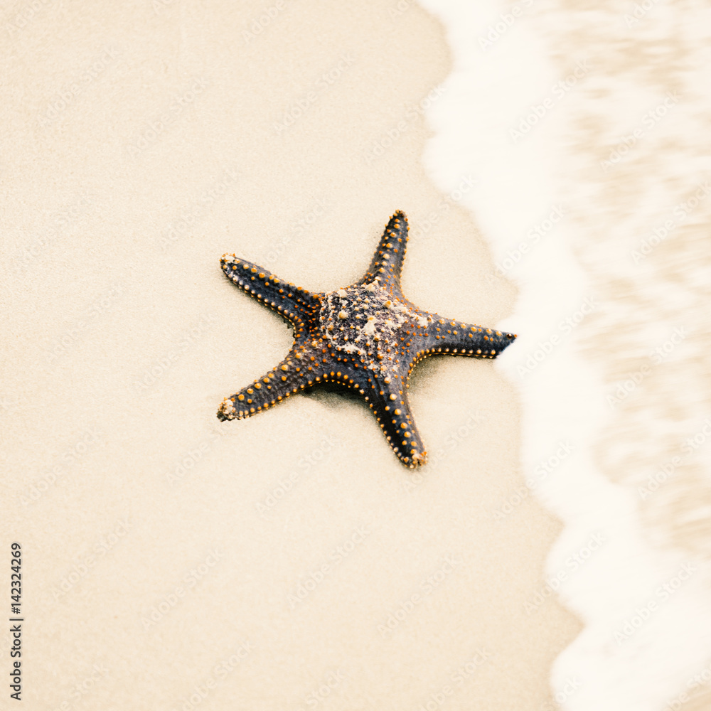 Starfish by itself on the beach at Moreton Bay during the day. Starfish by itself on the beach at Moreton Bay during the day.