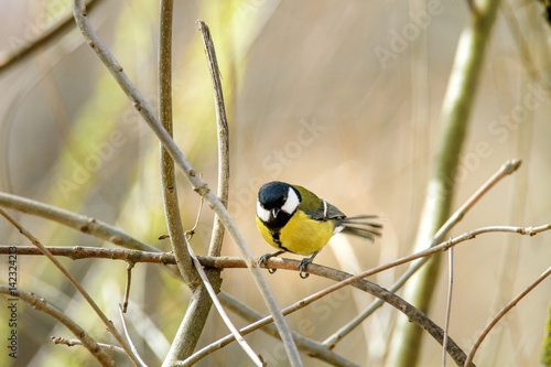 little bird sitting on a branch