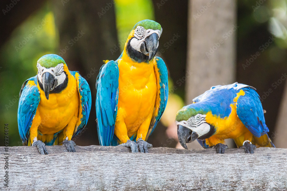 Fototapeta premium Aras in Brasilien