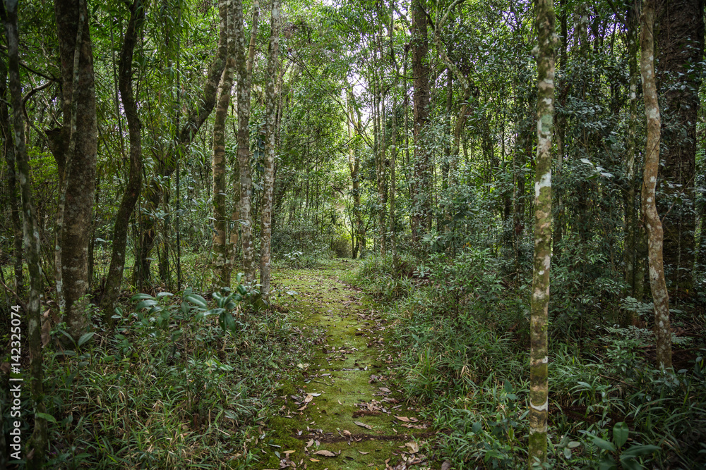 Atlantischer Urwald in Brasilien