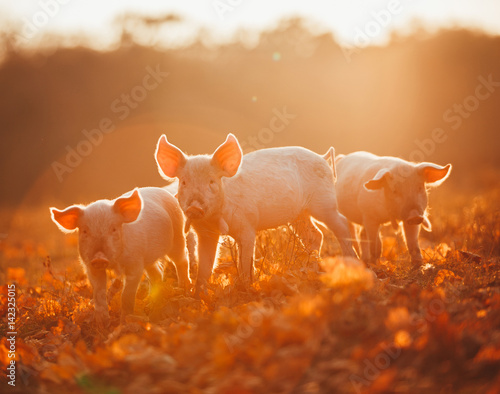 Happy piglets playing in leaves at sunset