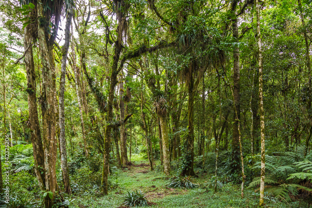 Fototapeta premium Atlantischer Urwald in Brasilien