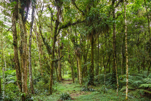 Atlantischer Urwald in Brasilien