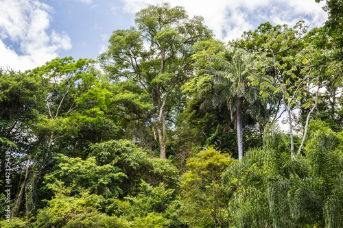 Atlantischer Urwald in Brasilien © Dominik Rueß