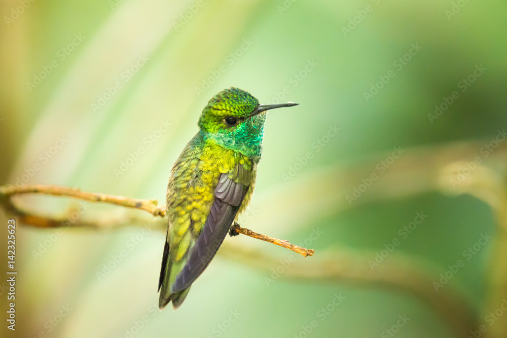 Fototapeta premium Kolibri im brasilianischen Urwald