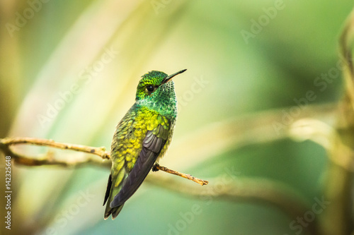 Kolibri im brasilianischen Urwald