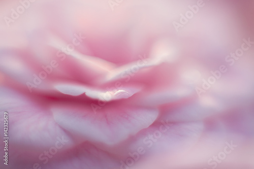 Beautiful pink blurred flower background and texture. Rose has drop of dew on petal. Camellia is blooming in spring and has all shades of pink.