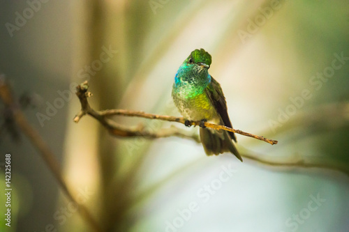 Kolibri im brasilianischen Urwald