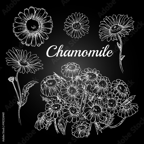Hand drawn chamomile. Freehand drawing with imitation of chalk sketch

