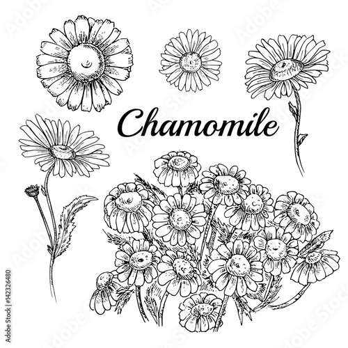 Hand drawn chamomile.