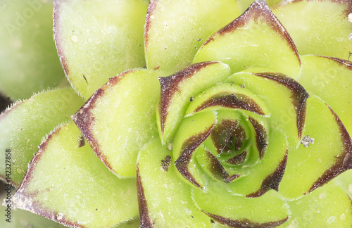 Macro photography of the Sempervivum tectorum. photo