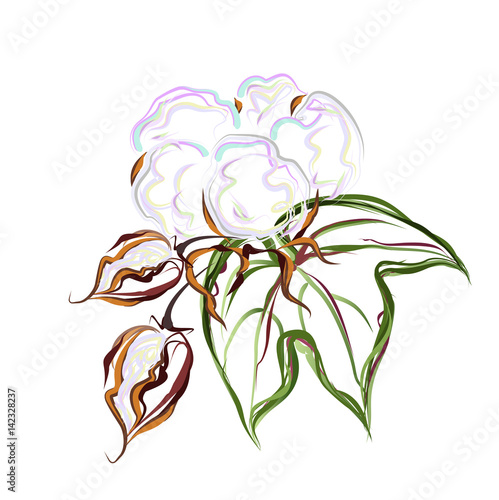 Cotton seed boll. Hand drawn stylized vector brush sketch.