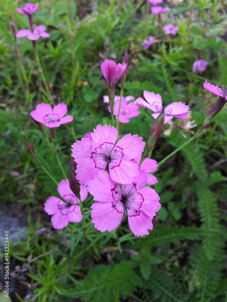 Flower Flower