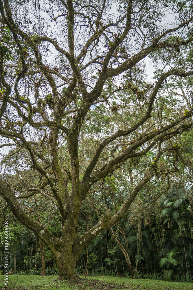 Baum mit Bromelien in Brasilien Baum mit Bromelien in Brasilien