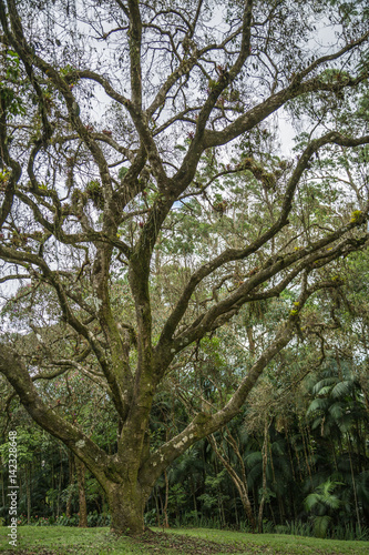 Baum mit Bromelien in Brasilien
