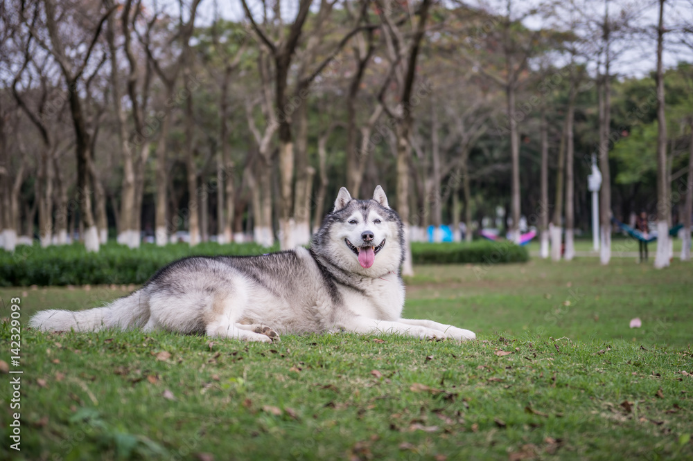 The Husky in the outdoor on the grass