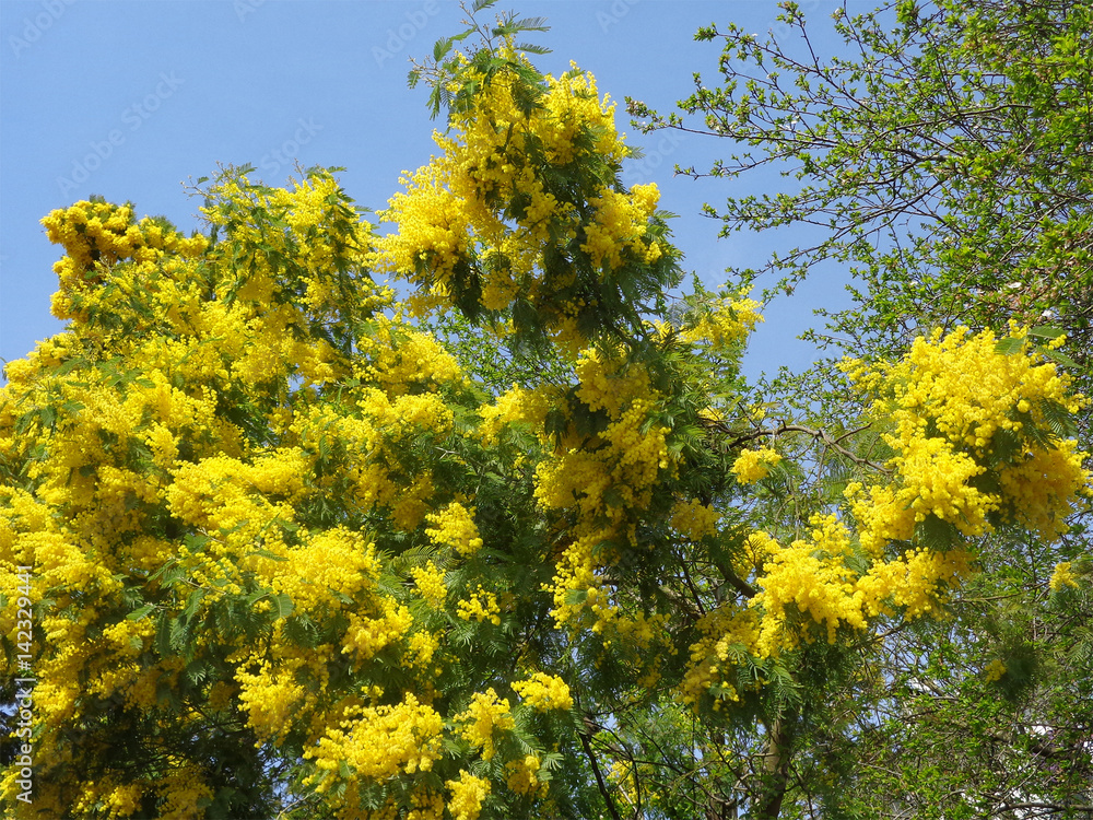 Bright yellow twigs of blooming mimosa and first green leaves on the trees